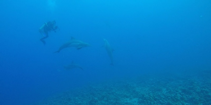Dolphins at Marsa Shagra House Reef by Hany Hassan